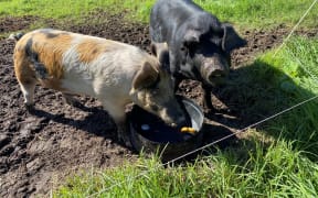 Thunder and Biscuit (left), two Wessex-Saddleback pigs.