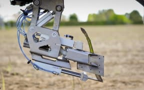 Robotic asparagus harvester