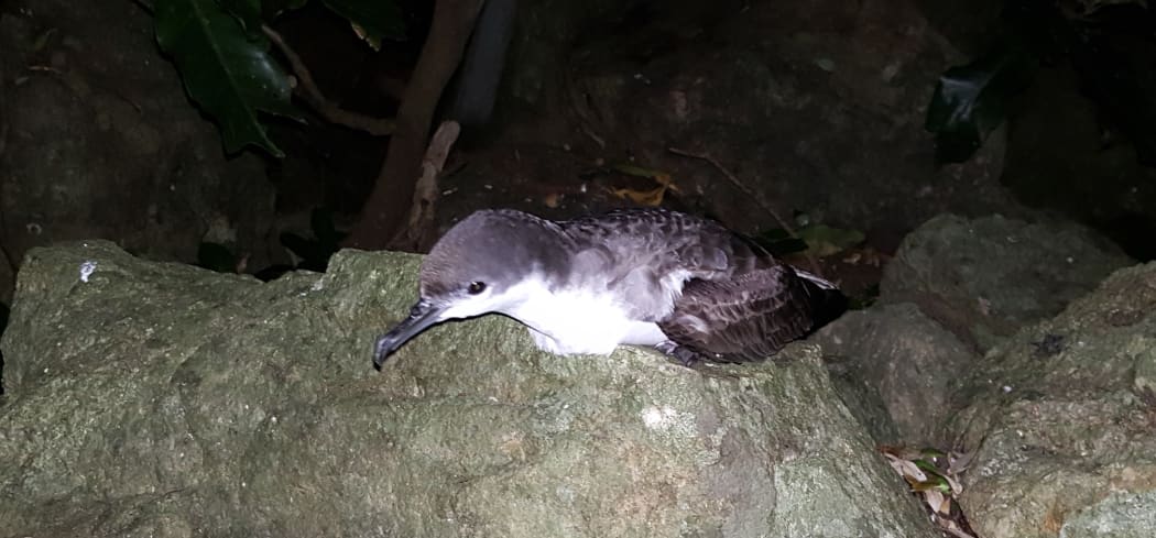 Buller's shearwater at night, sitting near its burrow in a large rock pile.