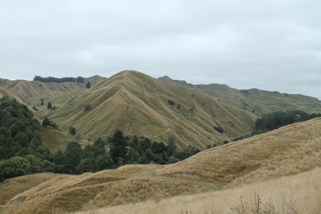 Papanui Estate