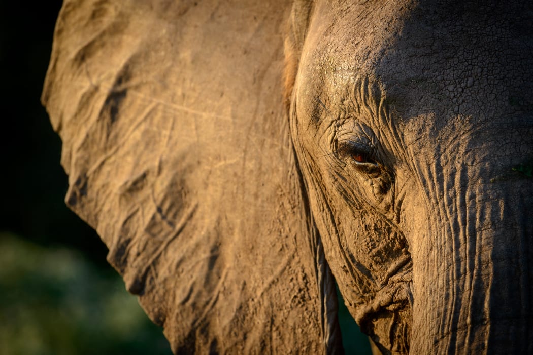 African bush elephant.
