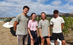 Luciano Pani, Juliette Baldes, Marielle Hiettelet and Arthur Bougeant helped net Te Hera Vineyard