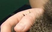 Whittaker - a five-day-old rowi kiwi