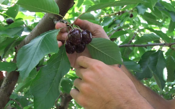 Cherry tree