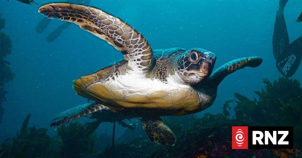 Sea turtles' favourite Kiwi hangouts revealed