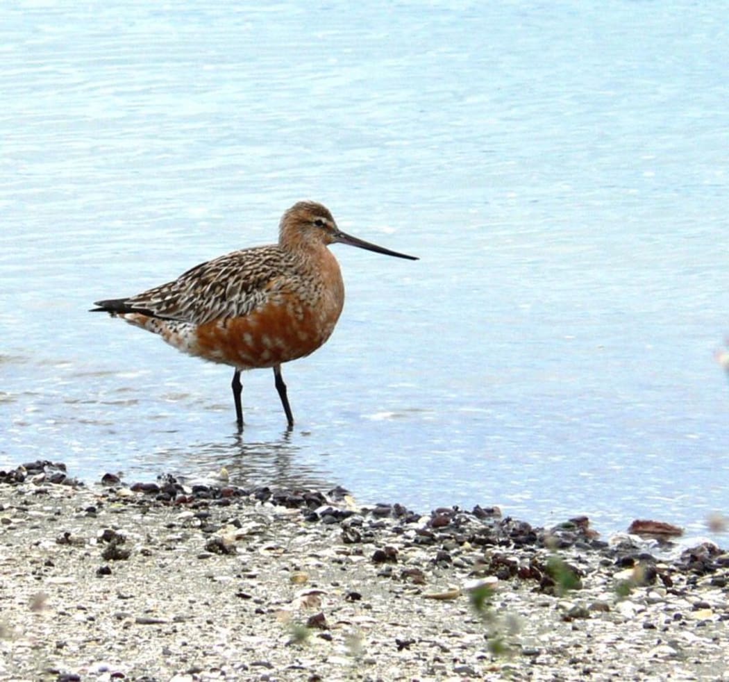 Male Godwit