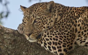 Leopard (Panthera pardus) relaxing in a tree, Serengeti National Park, Tanzania, East Africa, Africa (Photo by James Hager / Robert Harding Premium / robertharding via AFP)
