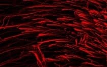 Tanycytes on the right side of the brain, stained red to highlight their processes