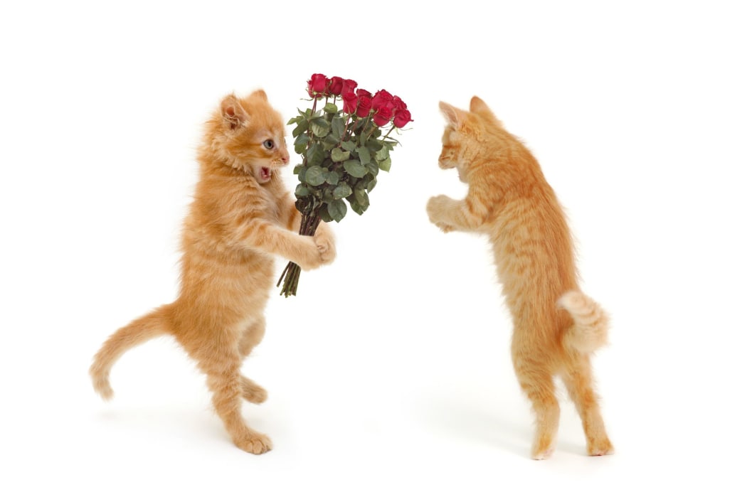 ______ and ________ in the courting phase.