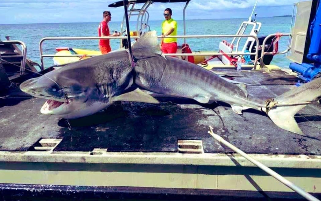 Bull shark believed to have killed an Australian man.