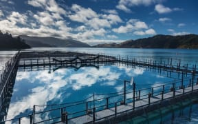 A NZ King Salmon farm in the Tory Channel.