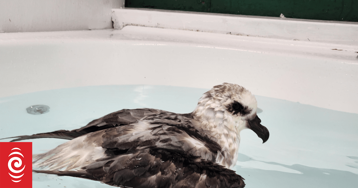 'Not meant to be around here': Auckland native bird hospital seeing more sub-Antarctic species