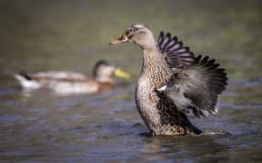 Hawke’s Bay Fish & Game is still waiting on water quality results after deceased and distressed ducks were found in Napier.