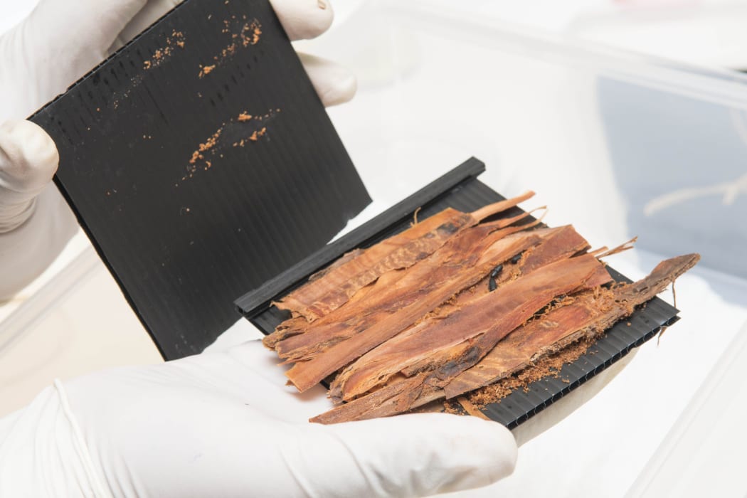 Bark beetle rearing project