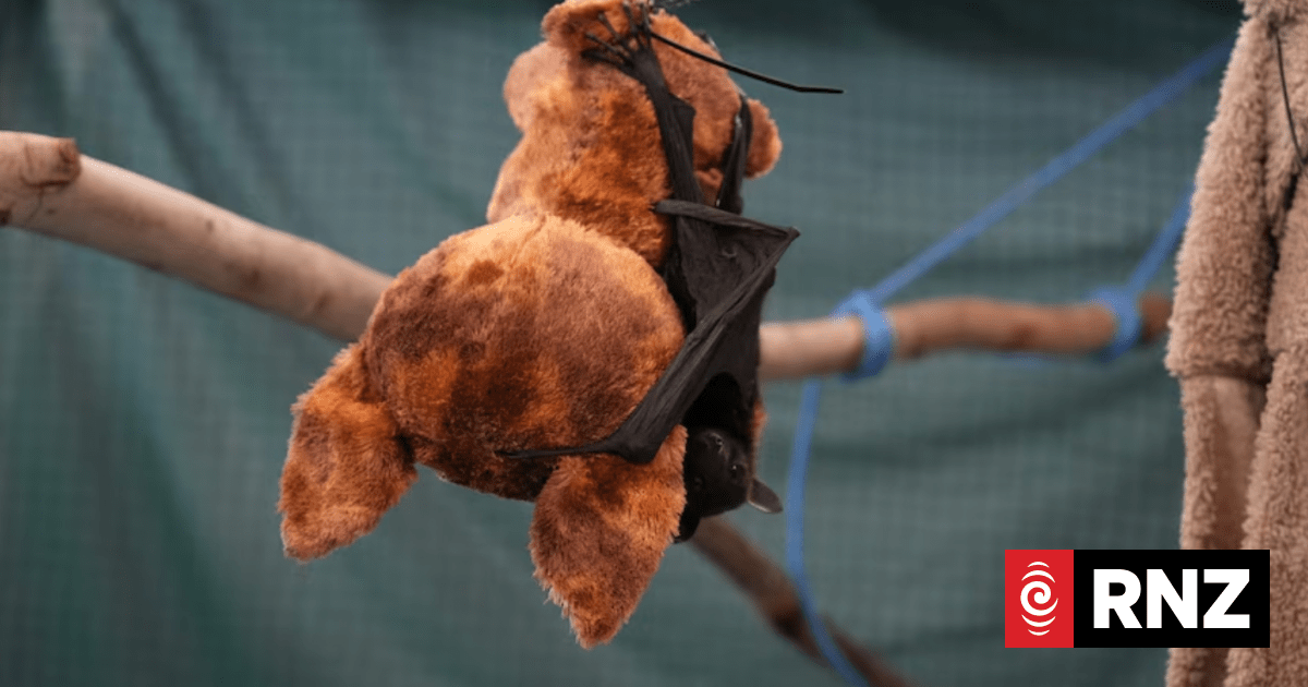 Australia's flying fox pups suffer 'mass casualties' after Cyclone Narelle
