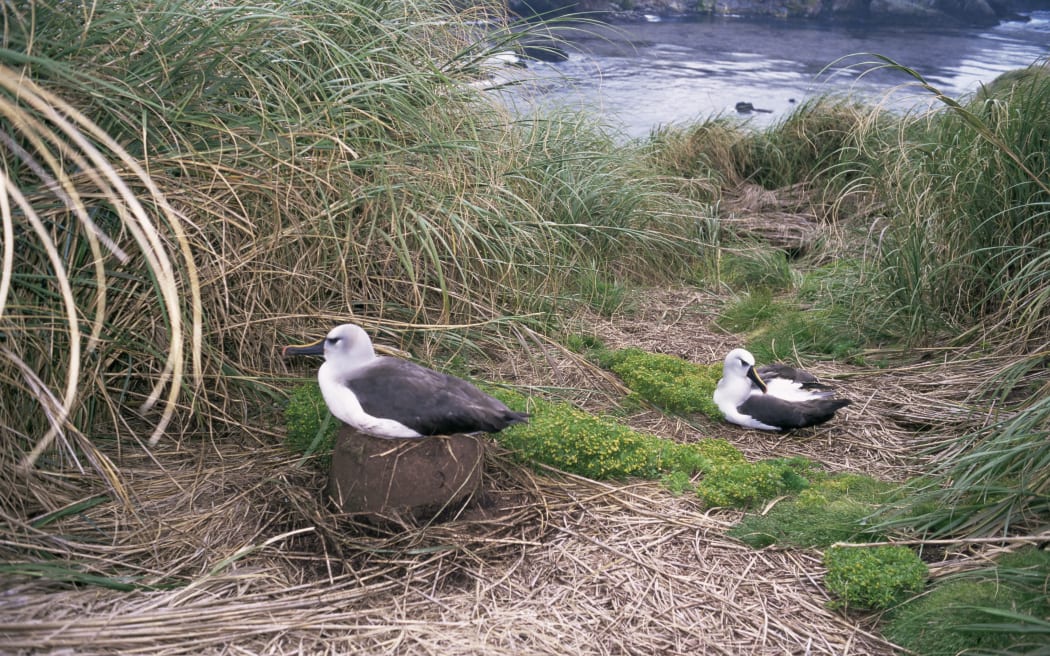 Yellow-nosed albatross, Gough Island, Tristan da Cunha Group, South Atlantic (Photo by Geoff Renner / Robert Harding Heritage / robertharding via AFP)