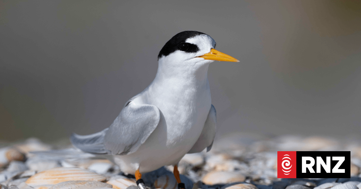 New Zealand's rarest endemic bird - fairy tern - has boost in numbers