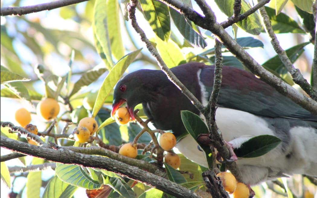 loquat