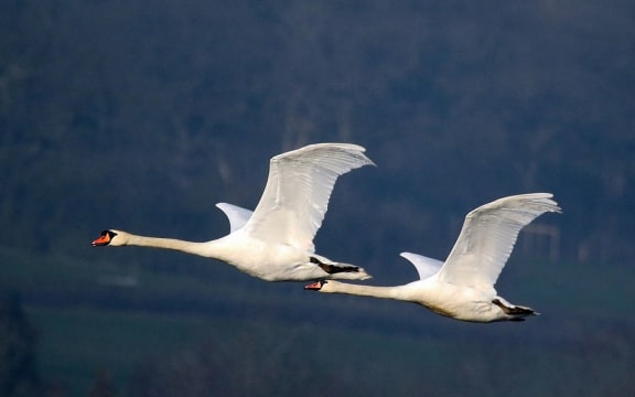 Mute Swans in flight, Farmoor Reservoir, Oxfordshire