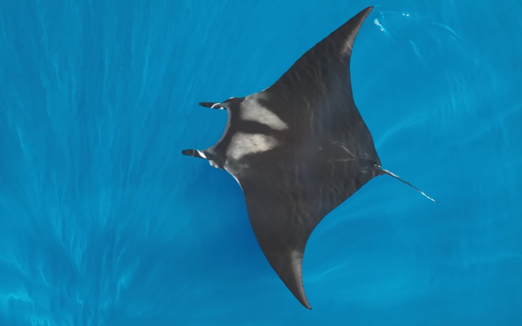 A drone shot of a manta ray cruising through a bright blue ocean
