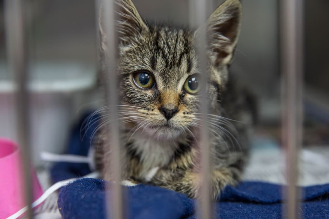 A kitten waiting to be desexed at an Auckland SPCA.