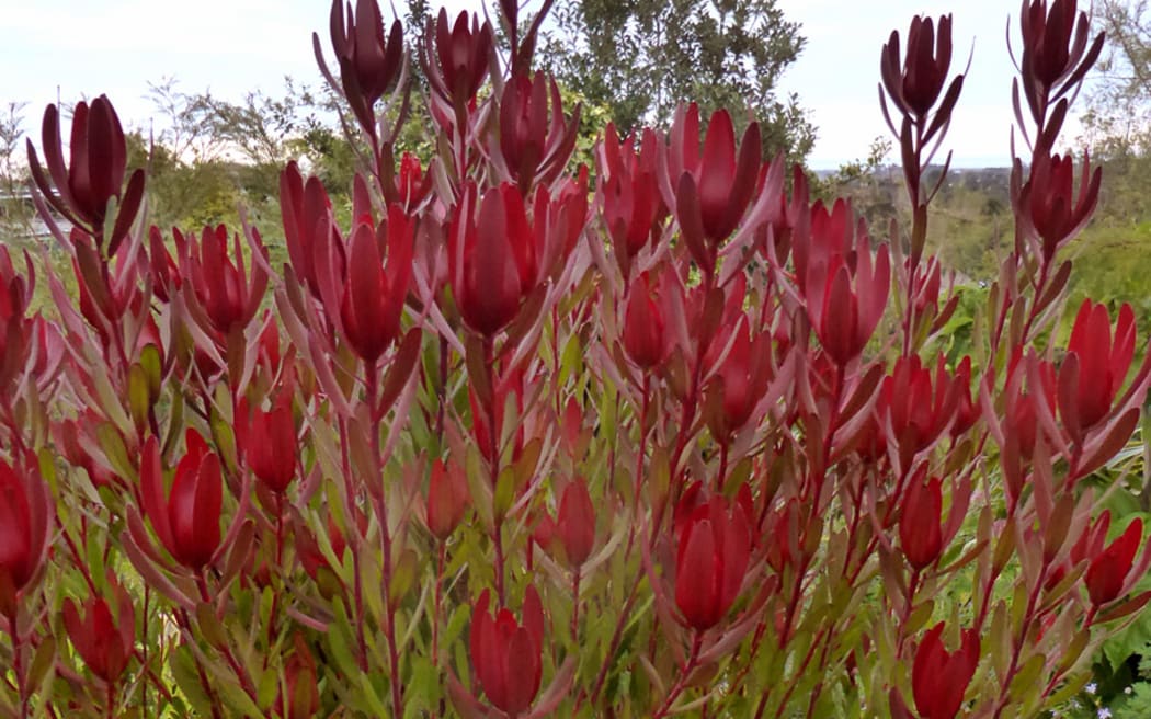 Leucadendron 'Safari Sunset' by Ian Bell