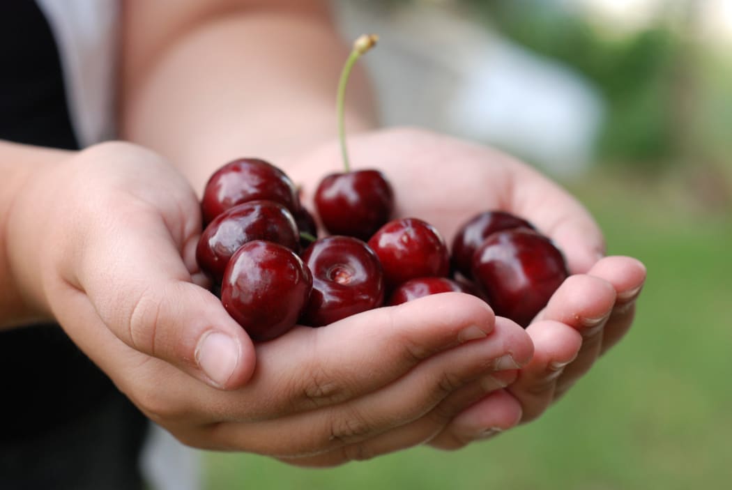 Picture of a two hands holding bunch of fresh cherries.