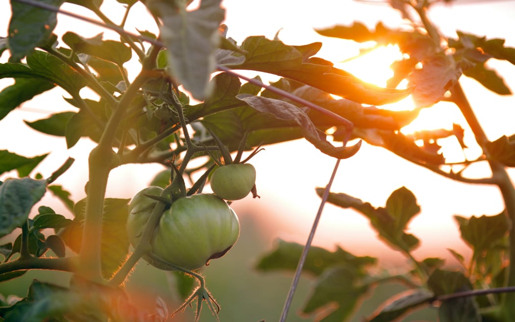 A tomato growing in a vegetable garden.