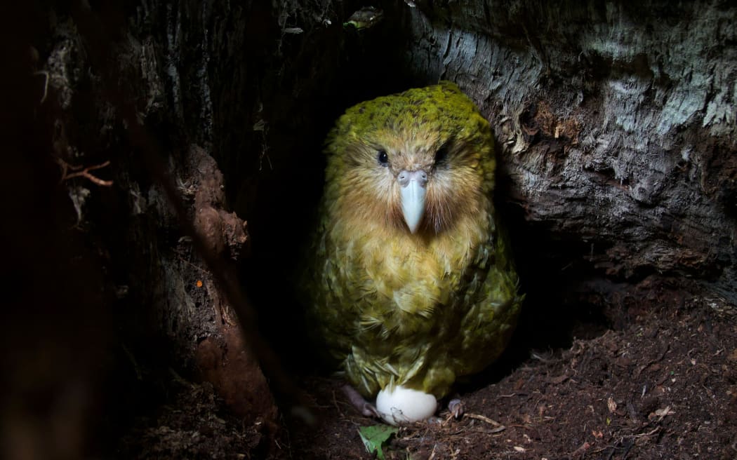 The kākāpō is sitting upright, one egg visible under her. She's in a woody hollow on some forest detritus.