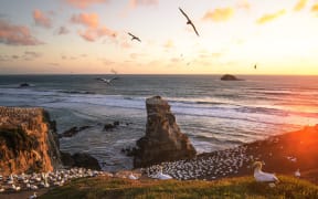 Muriwai Beach at sunrise