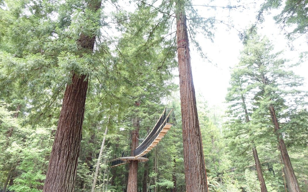 Redwoods Treewalk under construction.