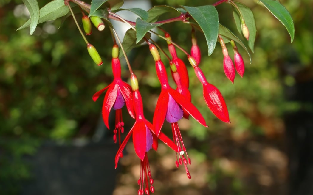 Native fuchsia - Fuchsia regia.