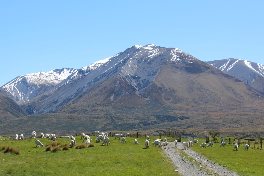 Back on the hills after shearing