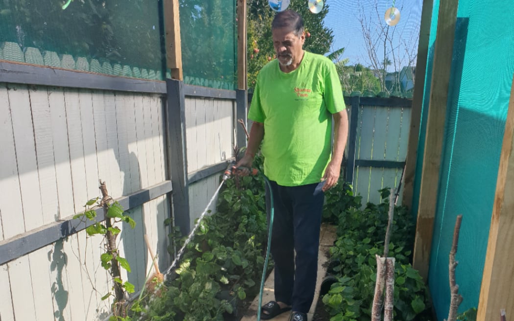 Rakesh Sharma grows betel leaves in greenhouses to make paan in New Zealand.