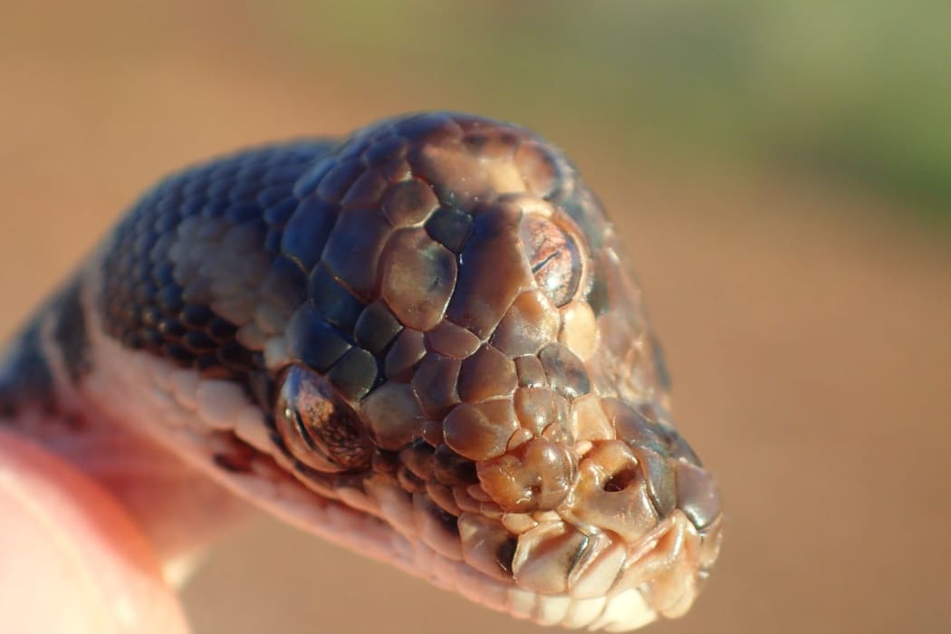 Northern Territory Parks and Wildlife staff named the three-eyed reptile Monty Python, but it died soon after it was found.