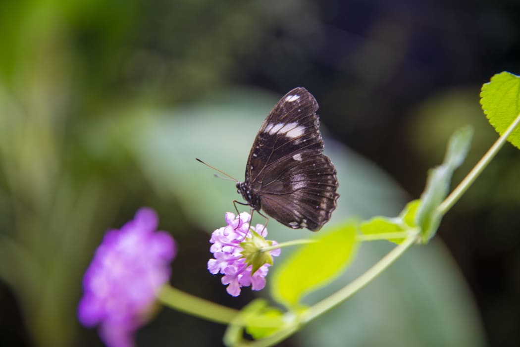 A butterfly in the tropical forest.