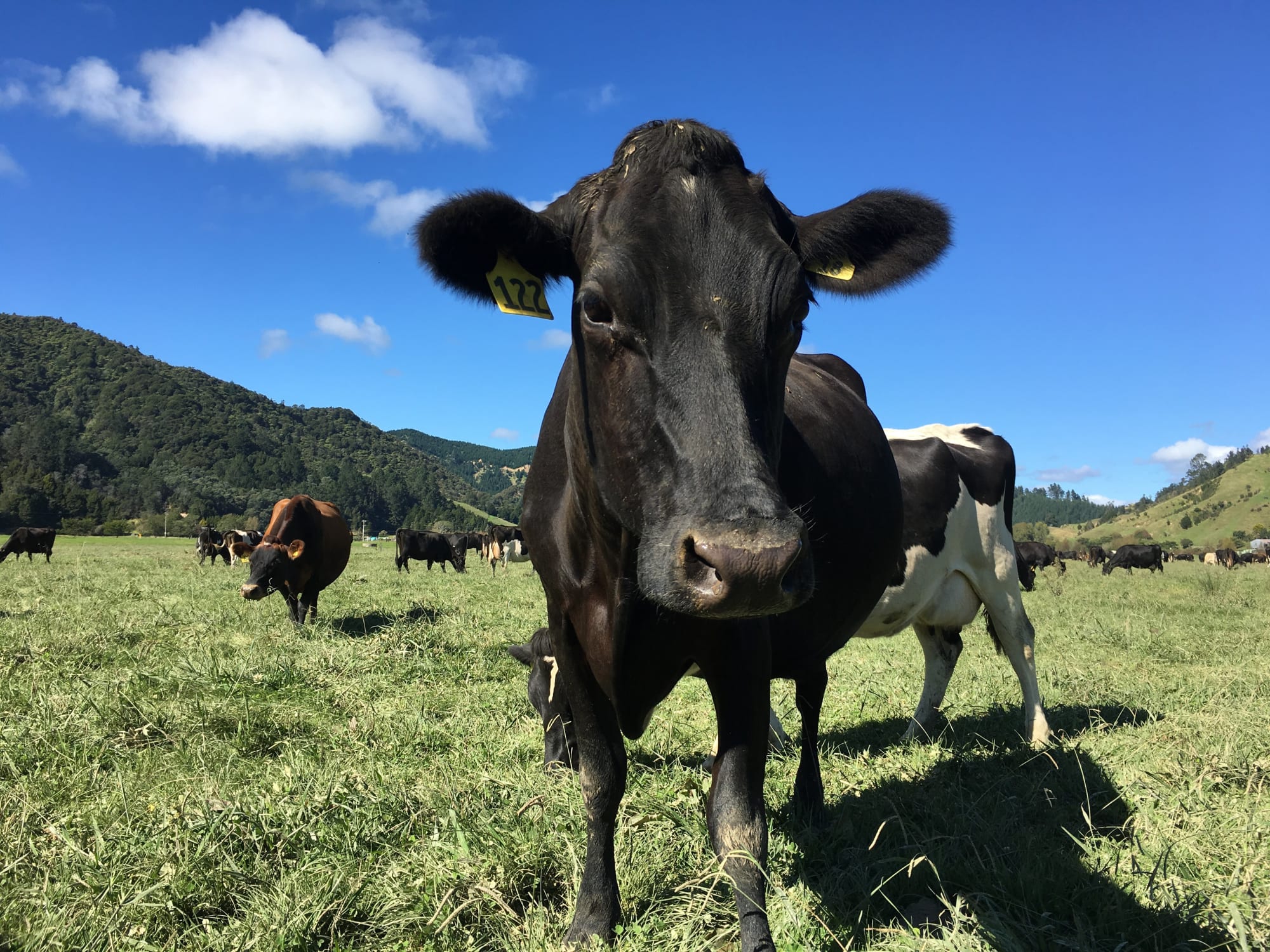 One of Jared Watson's dairy cows.