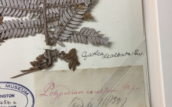 Silver fern collected by Joseph Banks and Daniel Solander, Endeavour 1769. Te Papa 2017