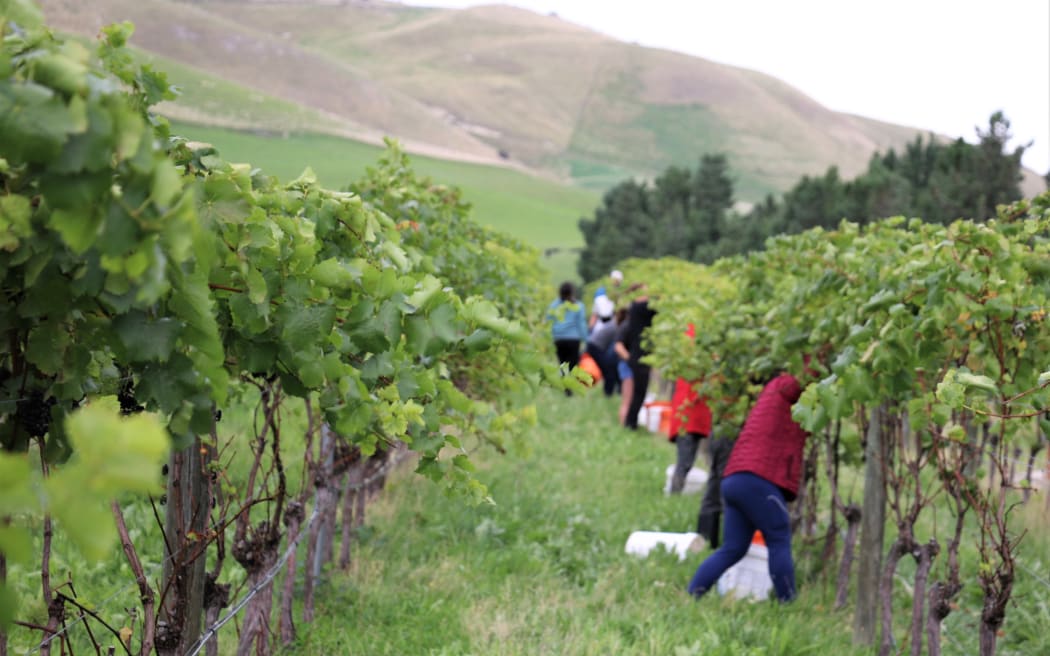 Vineyard ferment at Greystone Wines