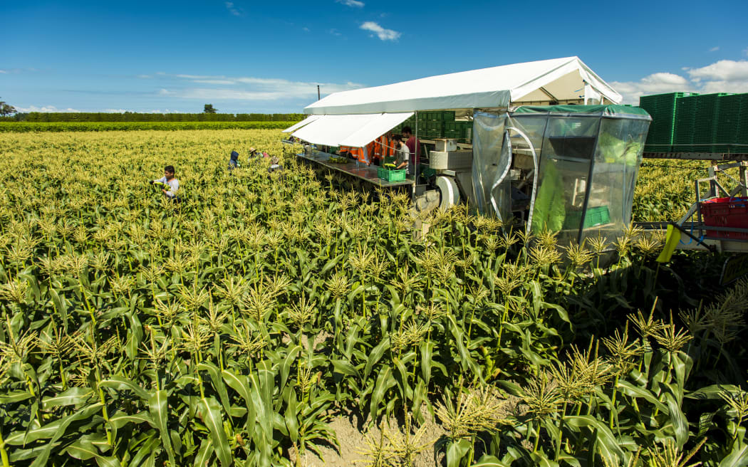 Leaderbrand's corn crop for the 2023 season.