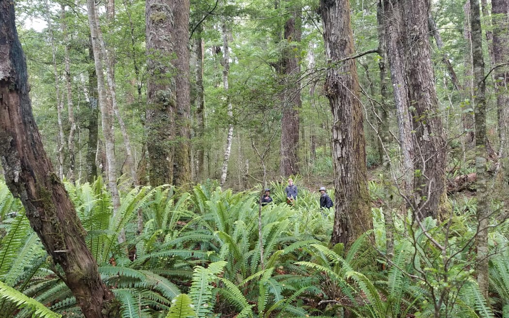 An area in Snowdon Forest where Te Anau Cycling hoped to build a trail.