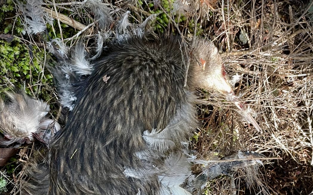 All six kiwi found dead in Ōpua Forest in the past fortnight have injuries consistent with being gripped in a dog’s jaws.