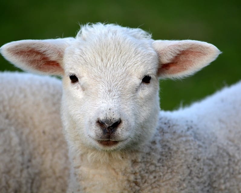 lamb