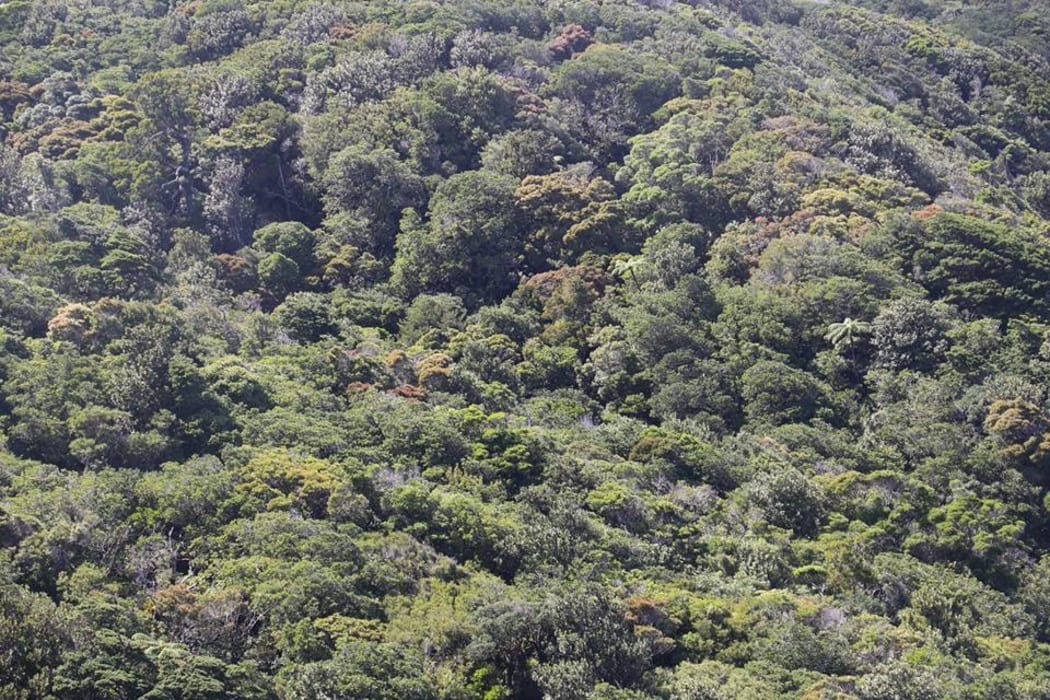 Warawara Forest