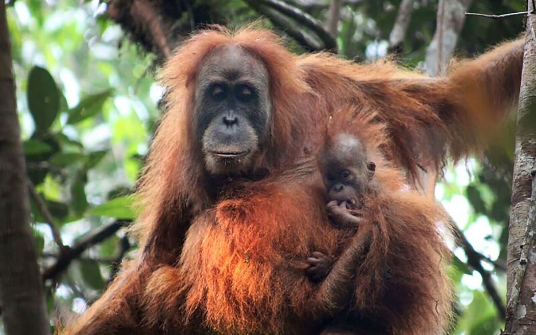 A photograph released by the Sumatran Orangutan Conservation Programme shows the Tapanuli orangutan, which is genetically and morphologically distinct from both Bornean and Sumatran orangutans, and therefore is a separate species.