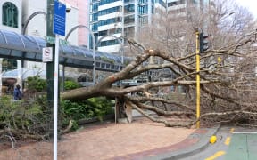 A large tree has fallen across Lambton Quay in Wellington.