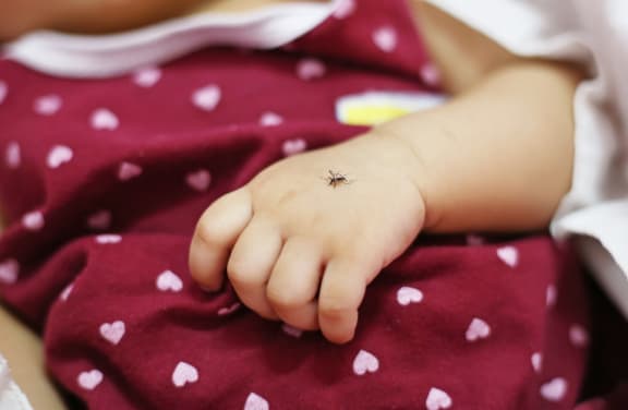 61608565 - mosquito sucking blood on human skin