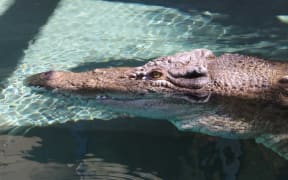 Burt the saltwater crocodile, famous for his role in Crocodile Dundee, died at the weekend in Darwin. (ABC News: Lucy Marks)
