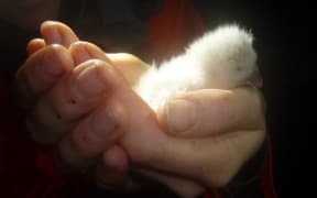The first kakapo chick born in 2016.