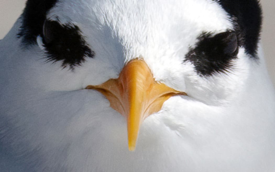 The tara iti or fairy tern is New Zealand's most endangered bird.